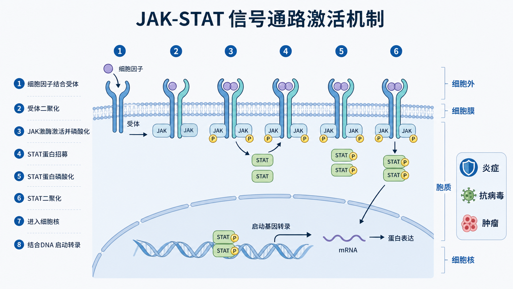 一张展示细胞因子结合受体后激活JAK-STAT并进入细胞核的机制示意图，旁边标注炎症、抗病毒和肿瘤三个临床相关场景。