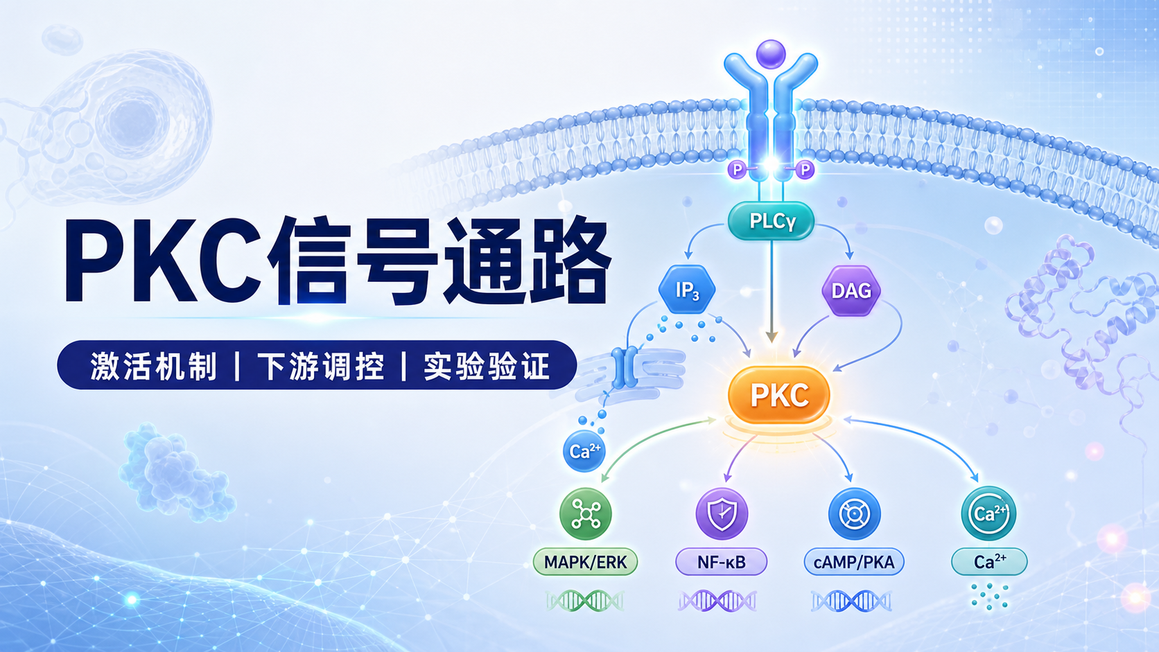 PKC信号通路调控机制深度解读