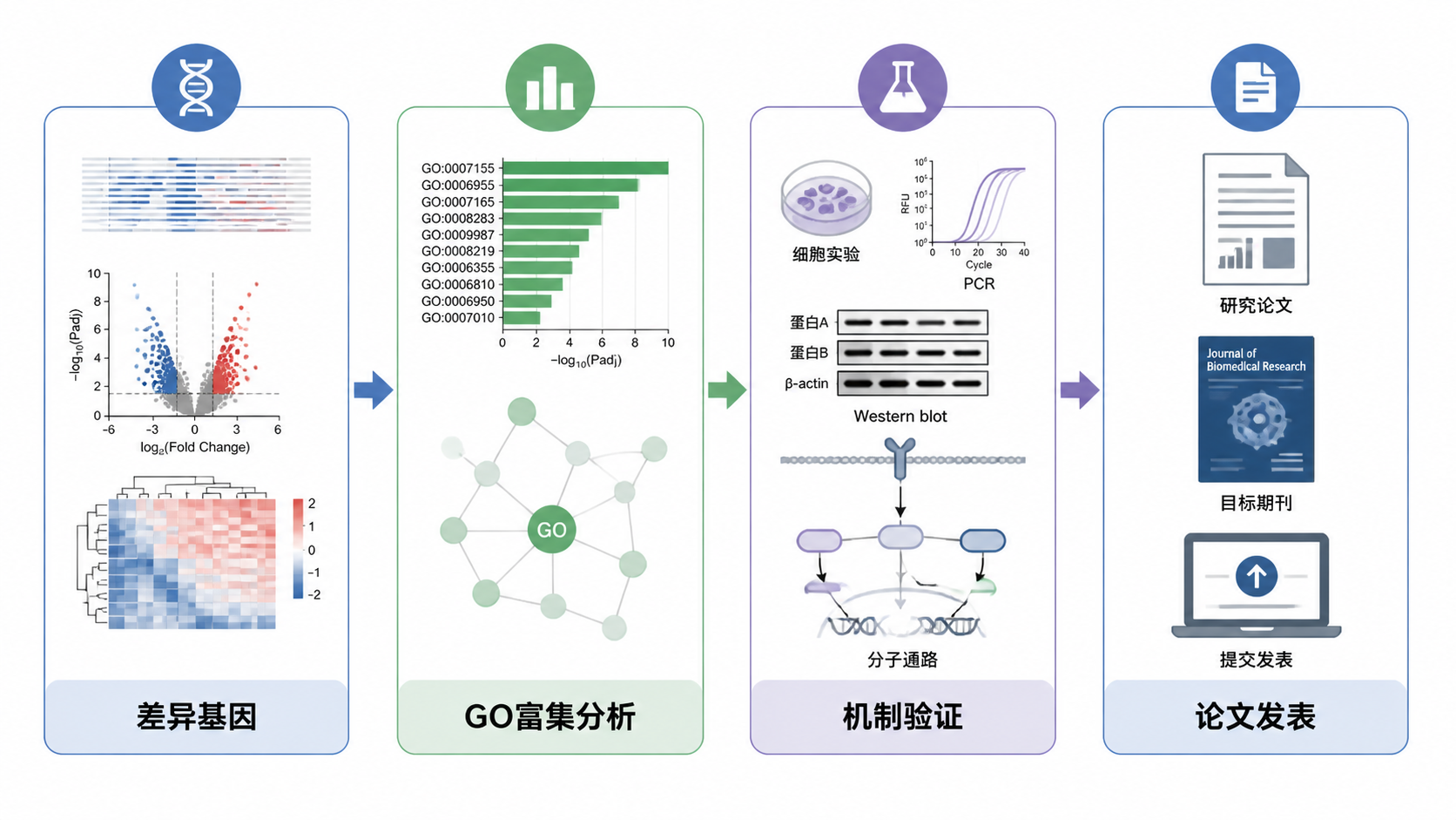 一张科研流程示意图，从差异基因、GO富集分析到机制验证和论文发表