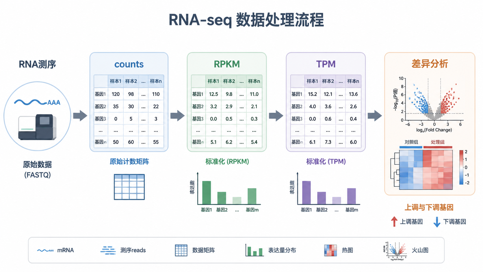 RNA-seq数据处理流程示意图，包含counts、RPKM、TPM和差异分析几个节点，风格简洁专业。
