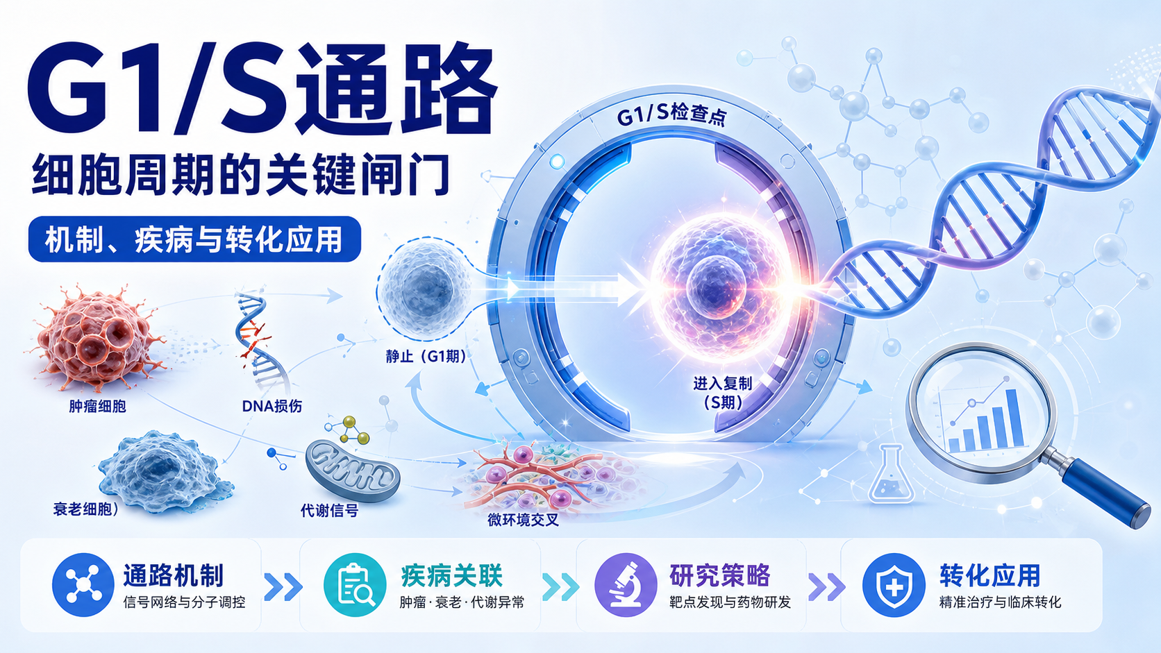 G1/S期通路相关研究热点与应用前景