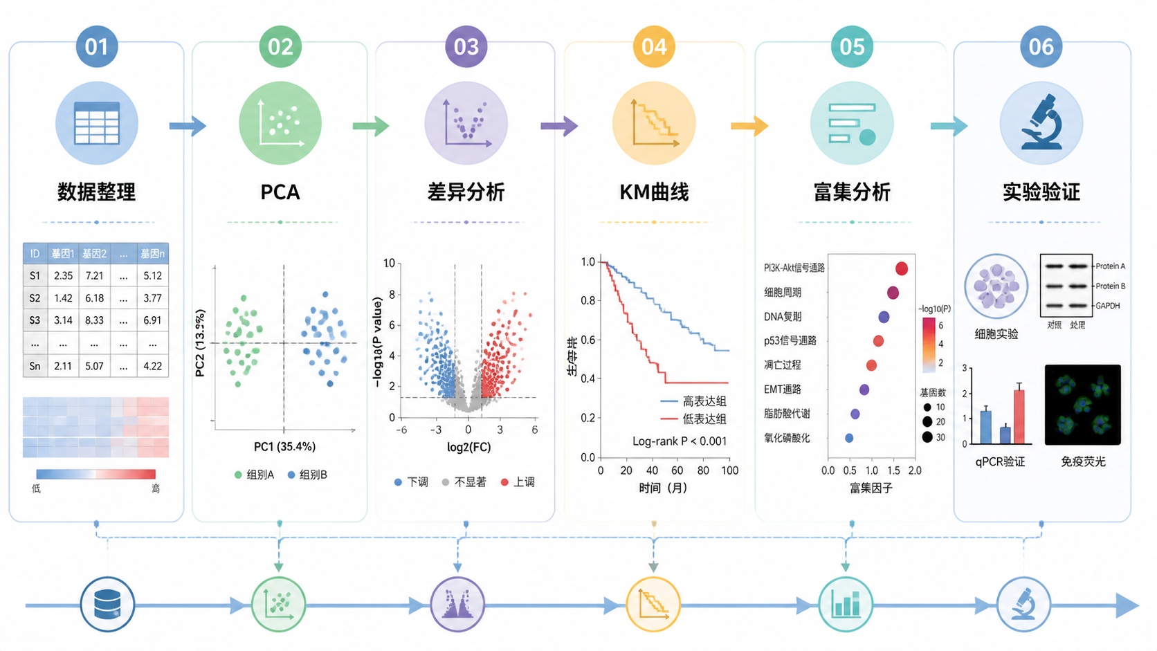 一页完整科研分析流程图，包含数据整理、PCA、差异分析、KM曲线、富集分析与实验验证，风格专业简洁