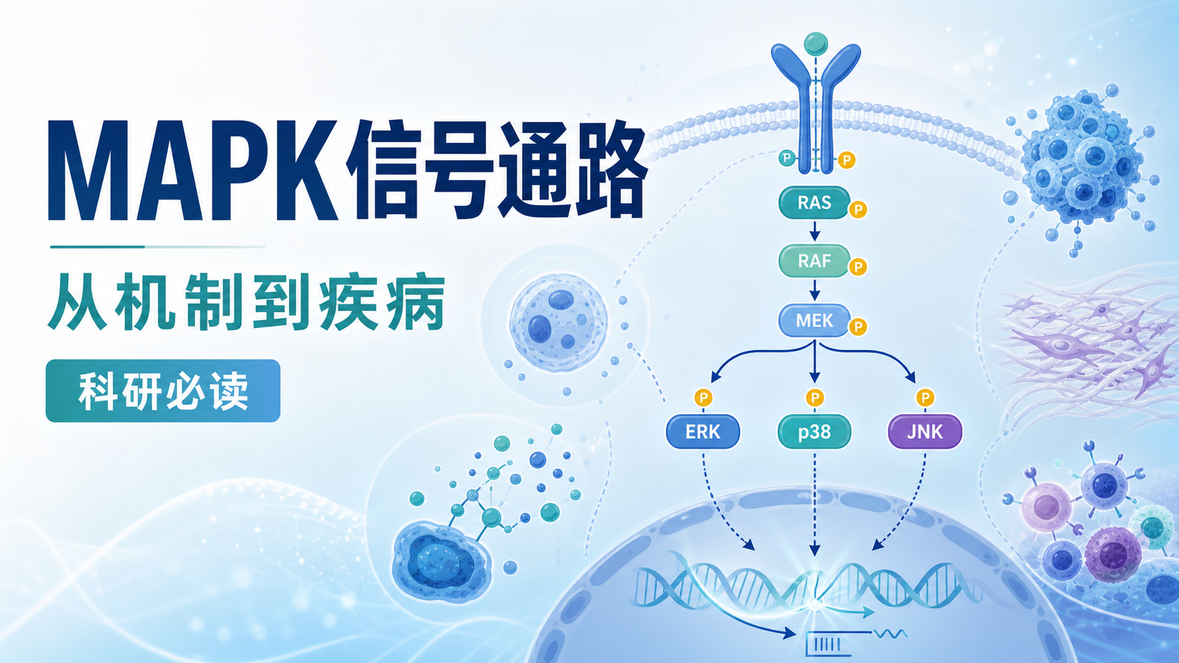 MAPK信号通路调控机制及临床意义