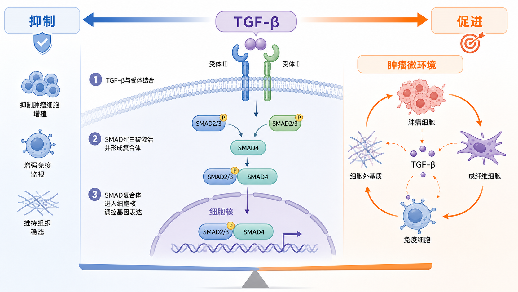 TGF-β信号通路在细胞膜、SMAD入核、肿瘤微环境中的作用示意图，突出“抑制与促进”双重效应