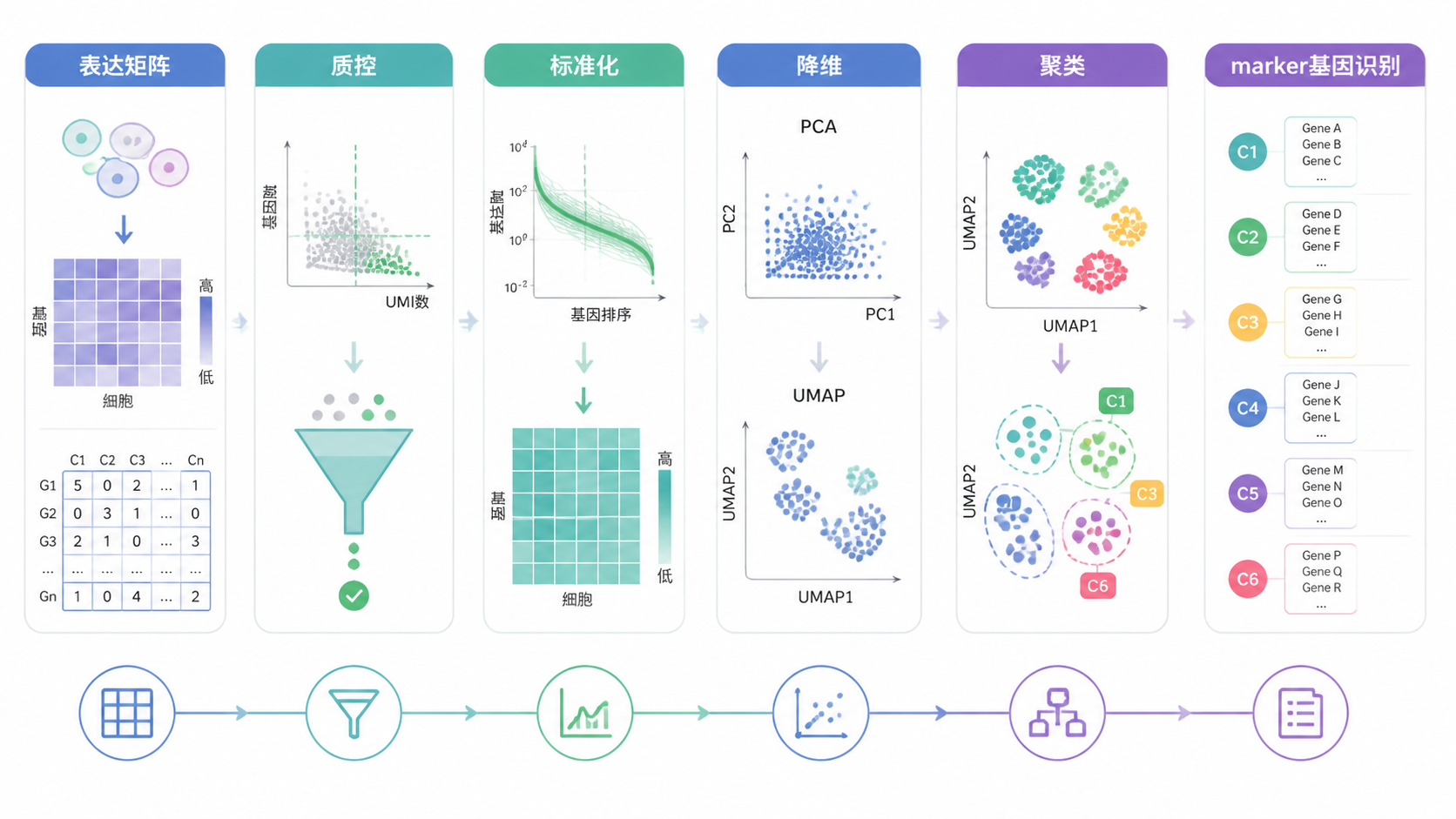 单细胞转录组分析流程图，展示表达矩阵、质控、标准化、降维、聚类、marker基因识别的完整路径