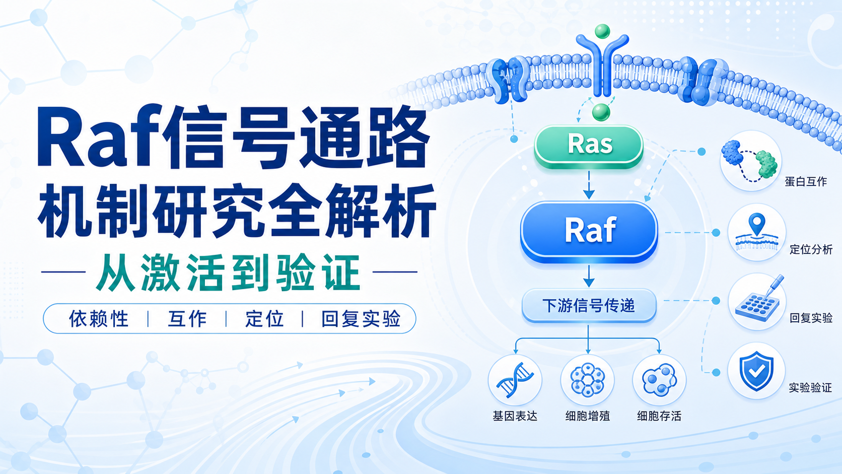 Raf信号通路机制全解析