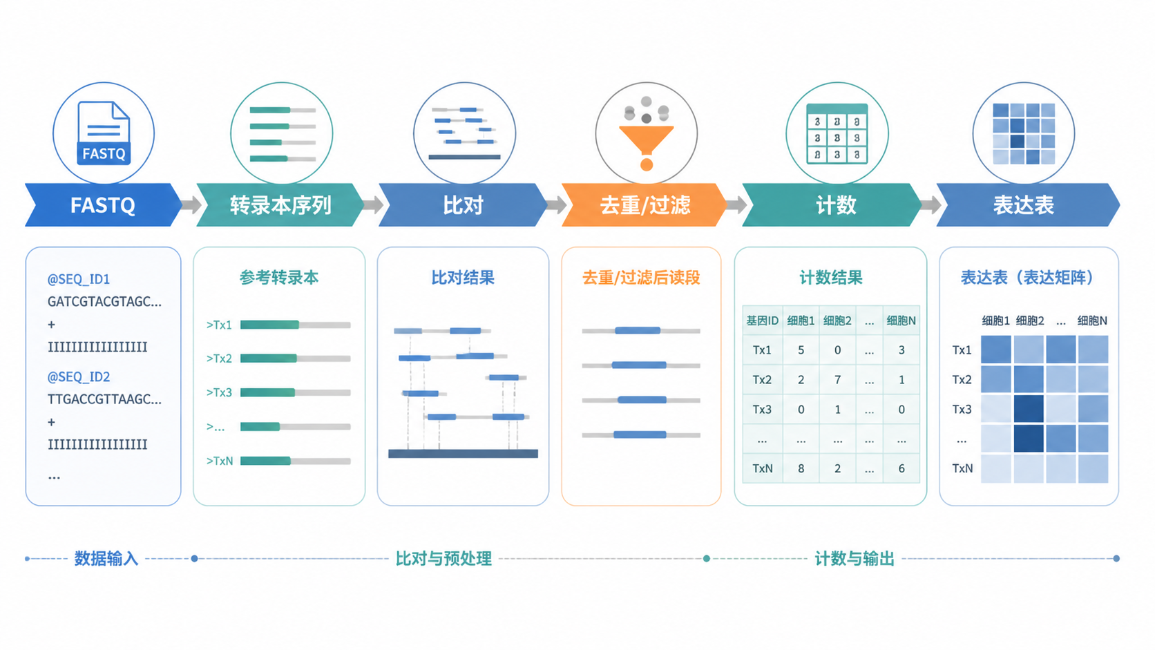 一张单细胞转录组数据处理流程图，展示FASTQ到表达表的转换路径，突出转录本序列格式、比对和计数环节