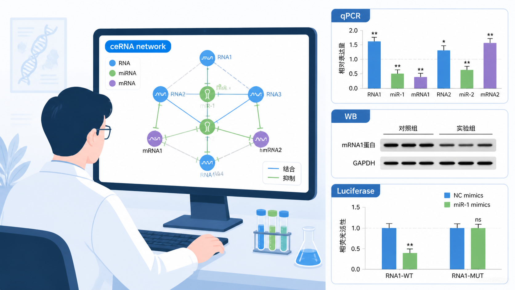 科研人员在电脑前分析ceRNA网络图谱，旁边展示qPCR、WB和荧光素酶实验结果拼图，体现完整证据链。