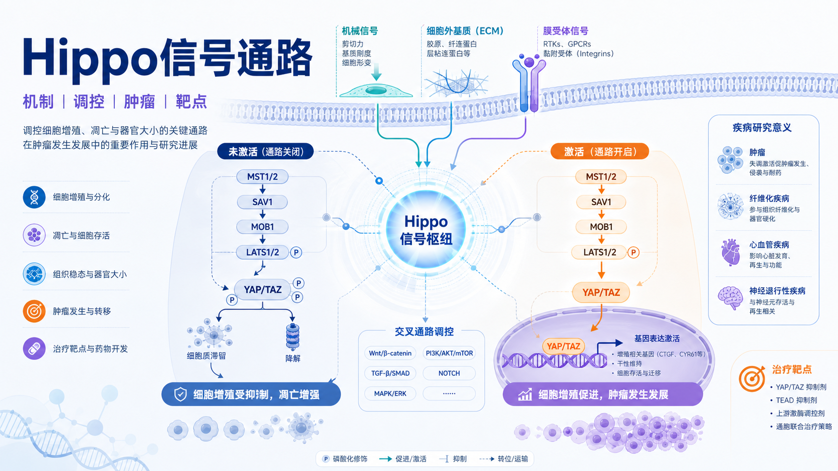 Hippo信号通路:机制、功能与疾病研究