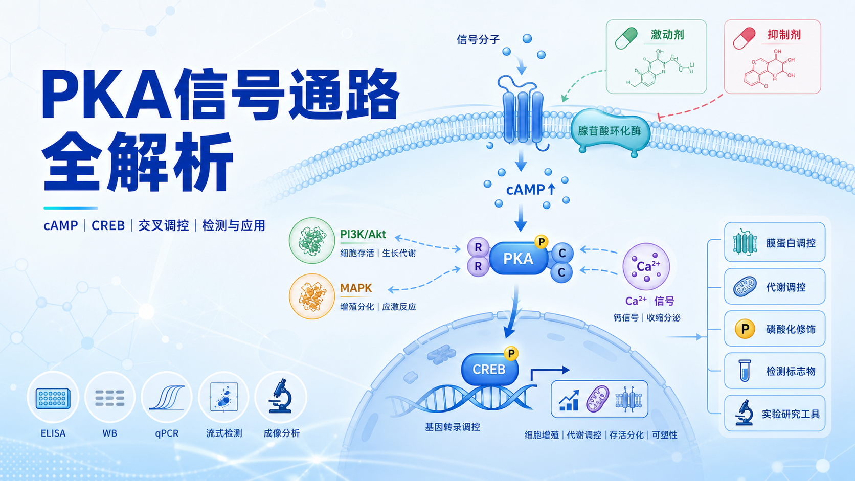 PKA信号通路与cAMP轴的分子调控