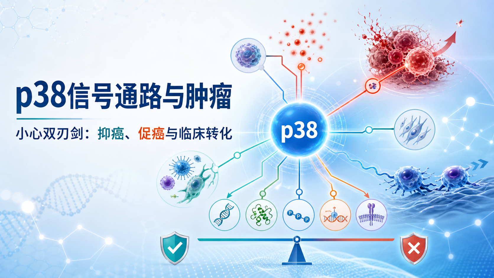 p38信号通路与肿瘤发生调控研究