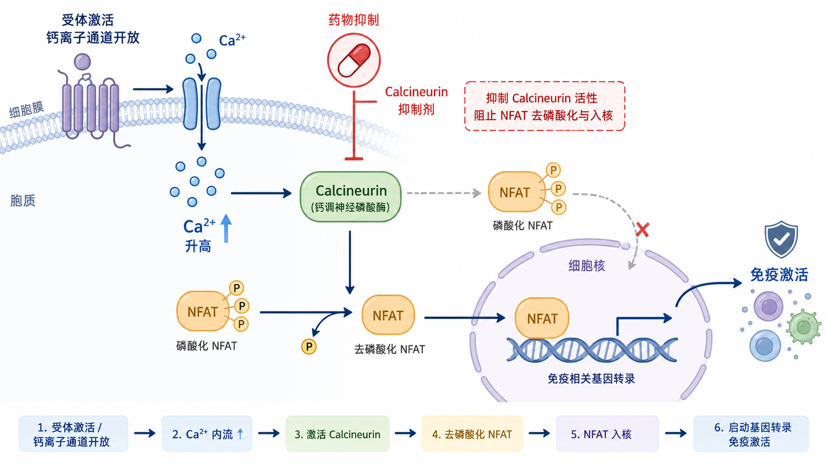 Calcineurin信号通路在细胞内调控NFAT入核、免疫激活与药物抑制的示意图，风格简洁专业。
