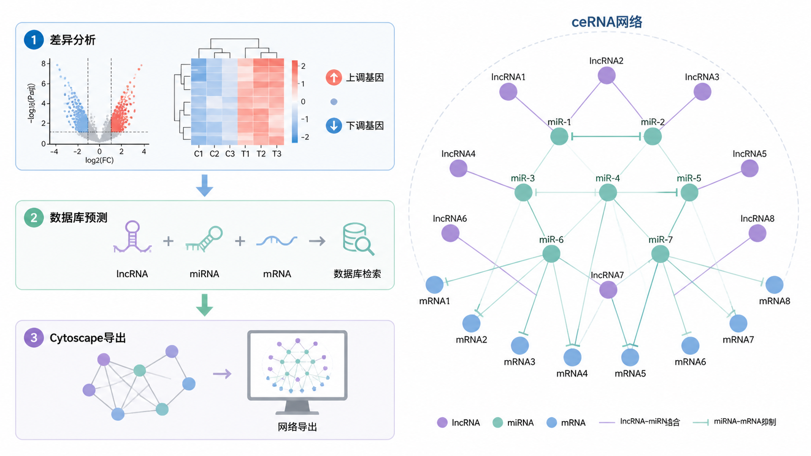 一张完整的ceRNA网络图叠加流程示意图，旁边展示差异分析、数据库预测和Cytoscape导出的工作界面。