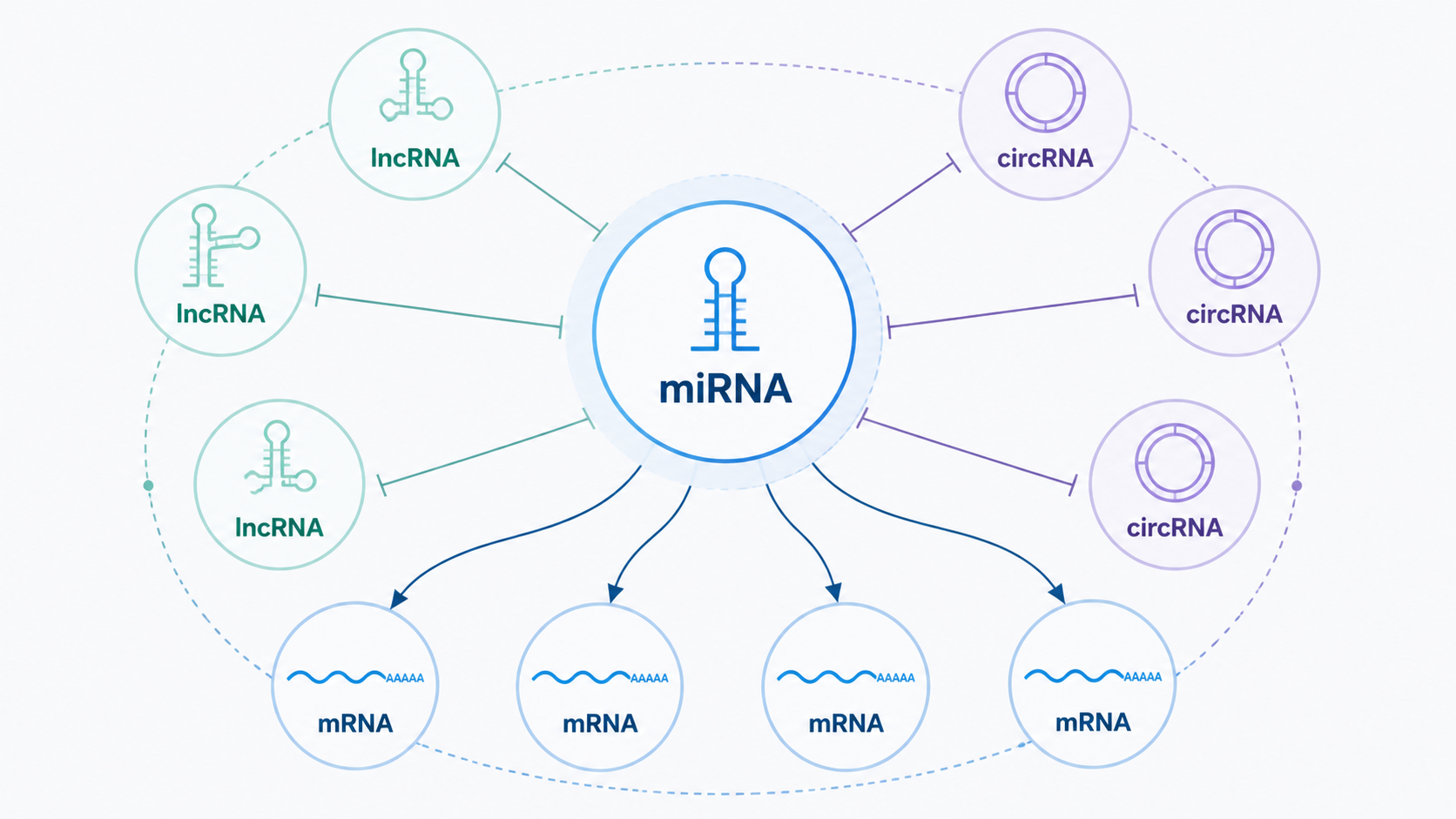 一张RNA调控网络示意图，中心为miRNA，周围连接lncRNA、circRNA和mRNA，突出竞争性结合关系。