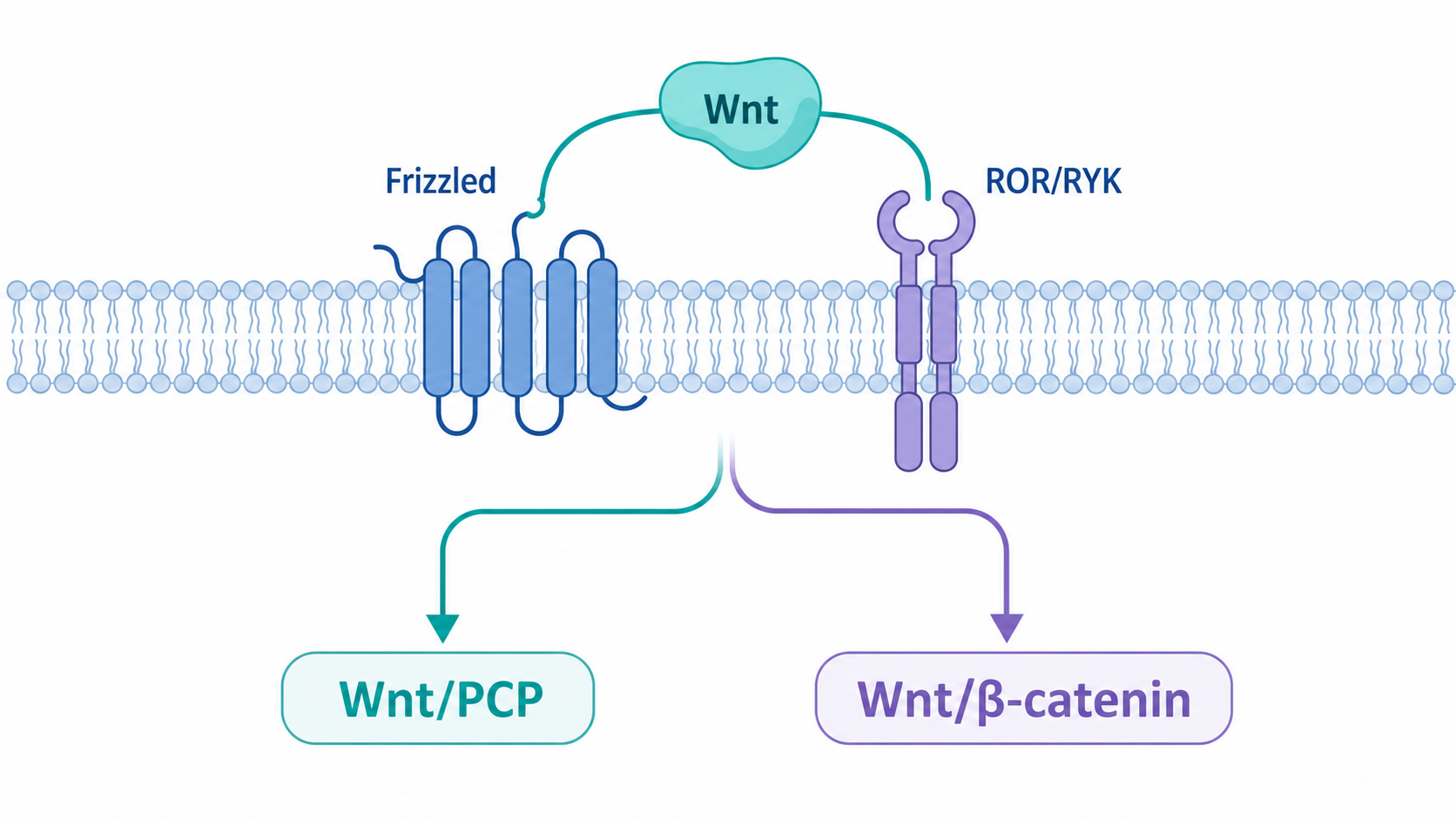 细胞膜上的Wnt配体与Frizzled、ROR/RYK受体相互作用,旁边分出Wnt/PCP和Wnt/Ca2+两条分支的机制示意图