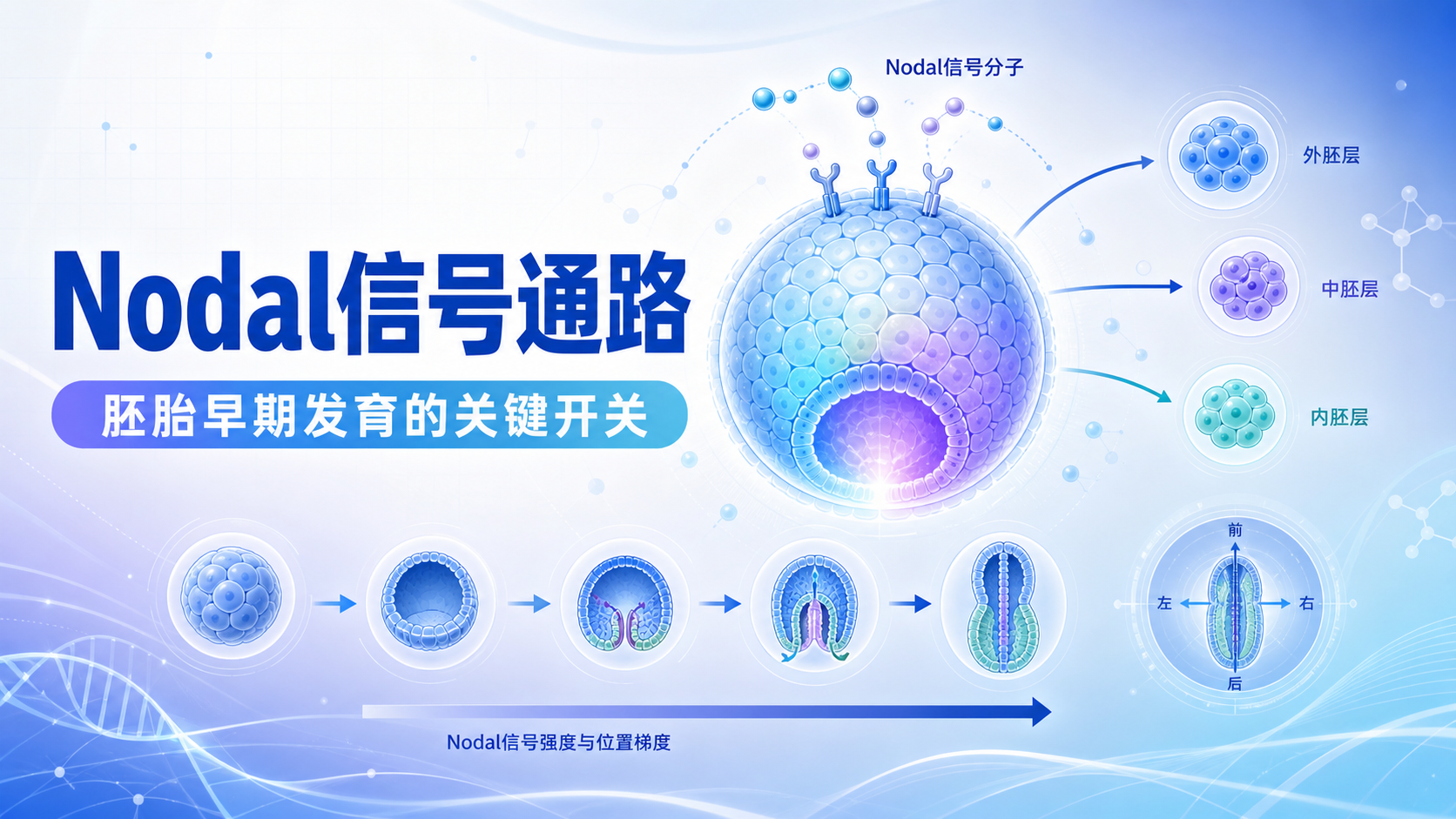Nodal信号通路在胚胎发育中的关键作用