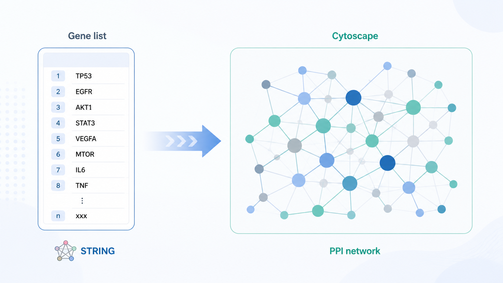 STRING与Cytoscape结合绘制PPI网络的流程示意图，左侧为基因列表，右侧为蛋白互作网络图