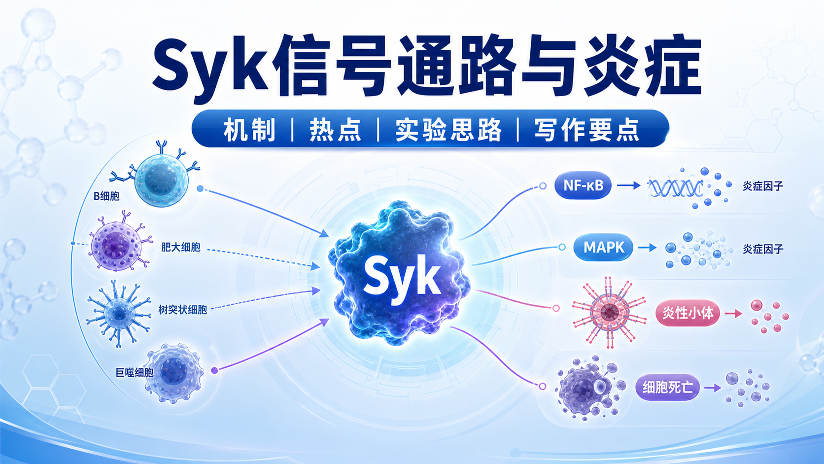 Syk信号通路在炎症反应中的研究热点