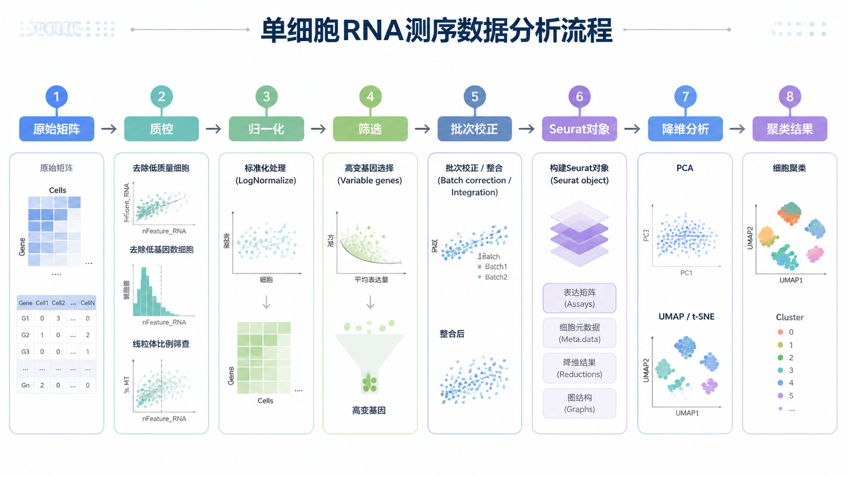 单细胞表达矩阵从原始数据到Seurat对象再到降维分析的流程示意图，强调质控、归一化、筛选和批次校正几个节点