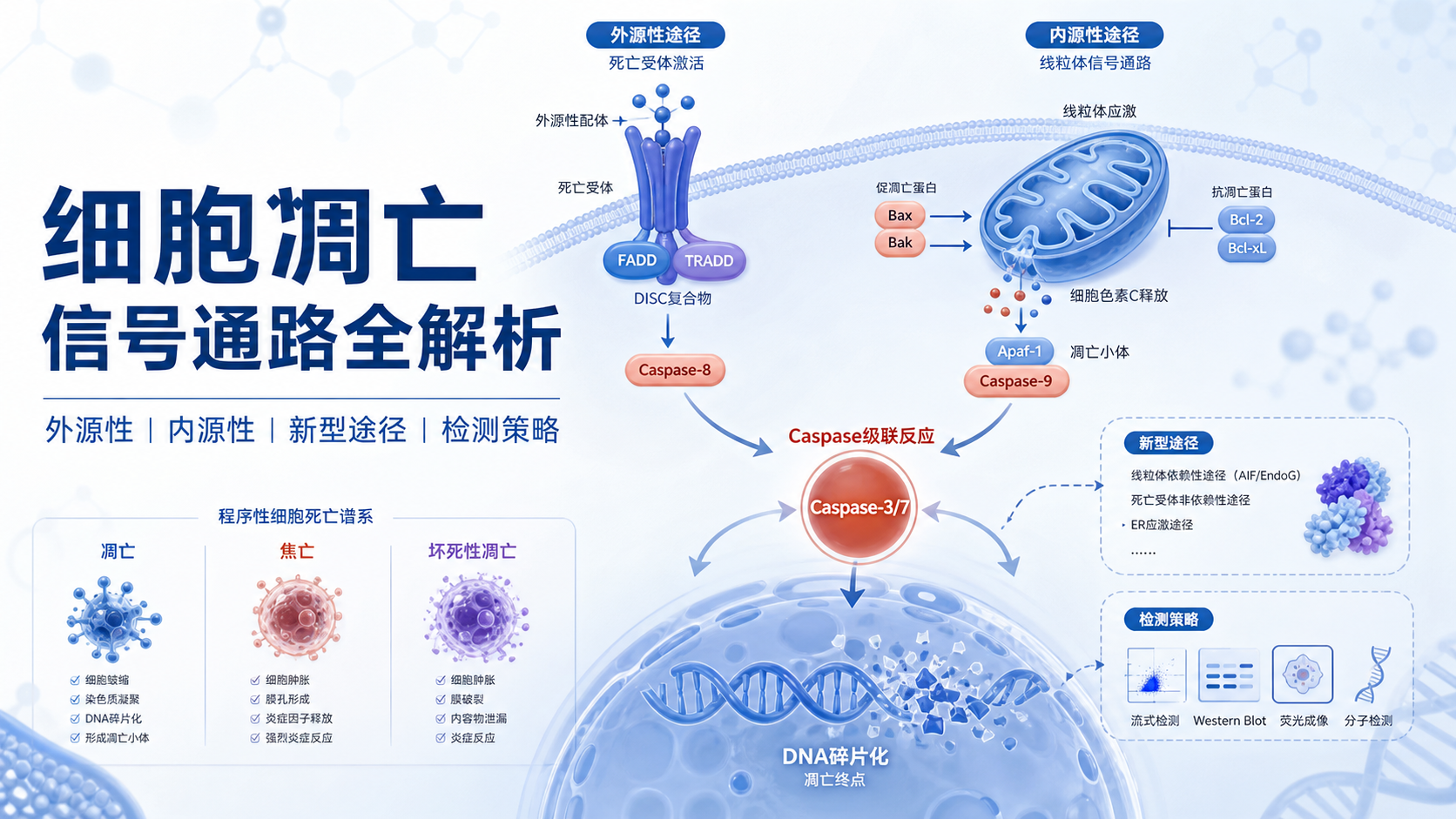 凋亡信号通路经典与新型途径