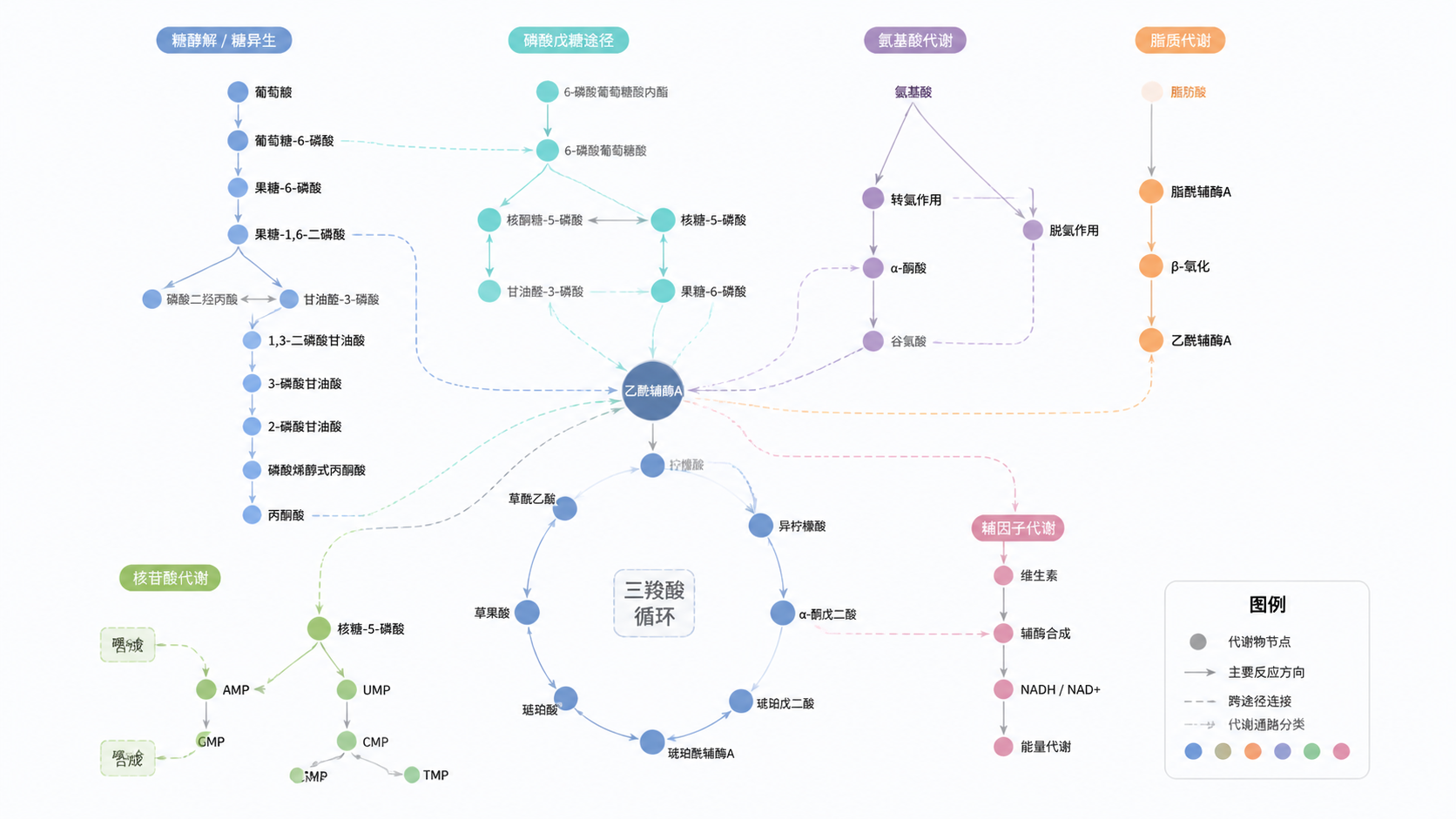 一张代谢通路网络图示意，包含不同颜色节点、连线和图例，突出“复杂但可读”的科研场景。