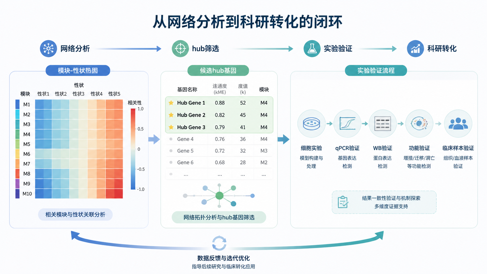 模块-性状热图、候选hub基因列表和实验验证流程示意图，突出从网络分析到科研转化的闭环。