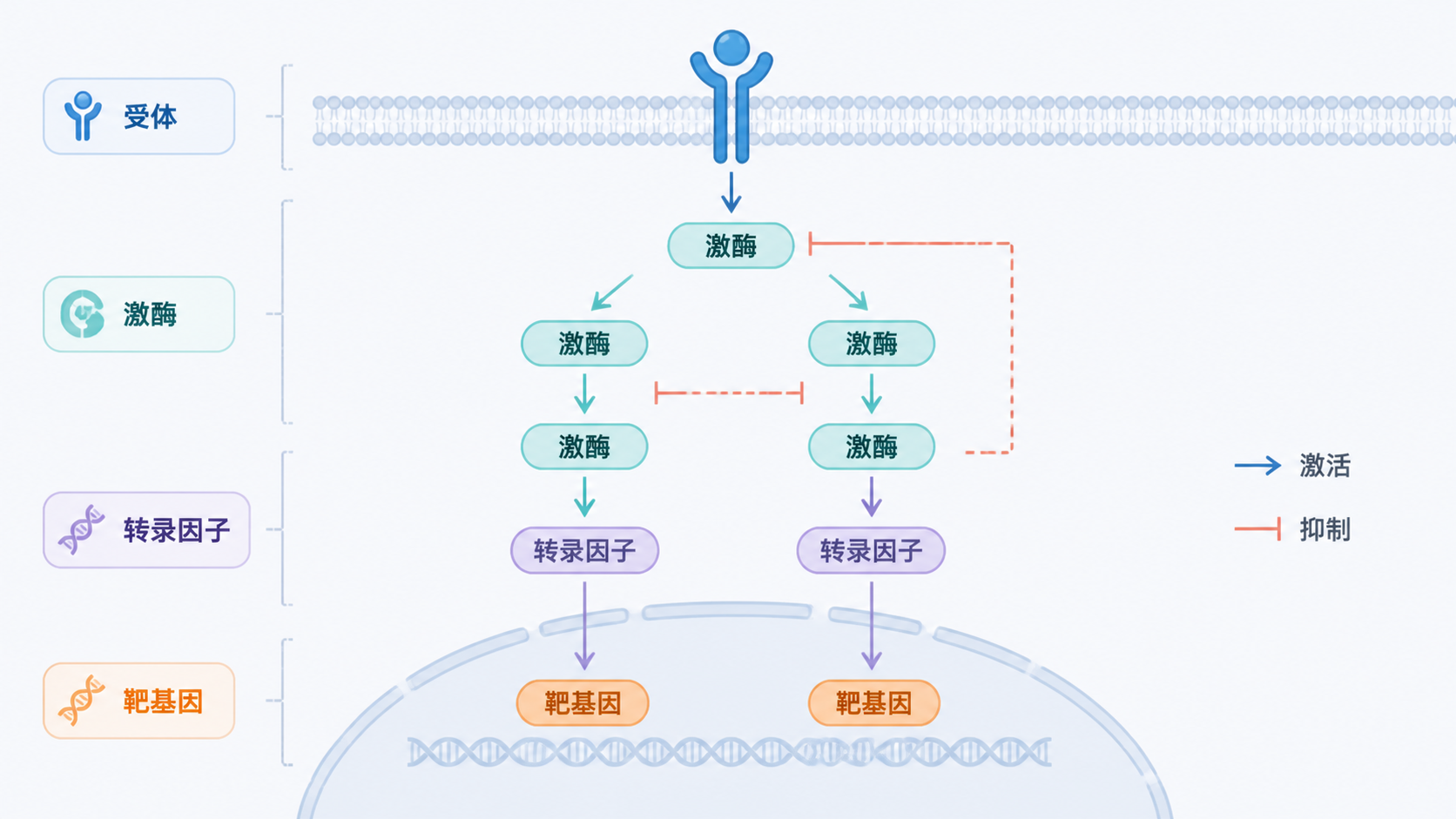 一张典型的信号通路网络图，包含受体、激酶、转录因子和靶基因节点，配有箭头和抑制线，突出上游到下游的层级关系
