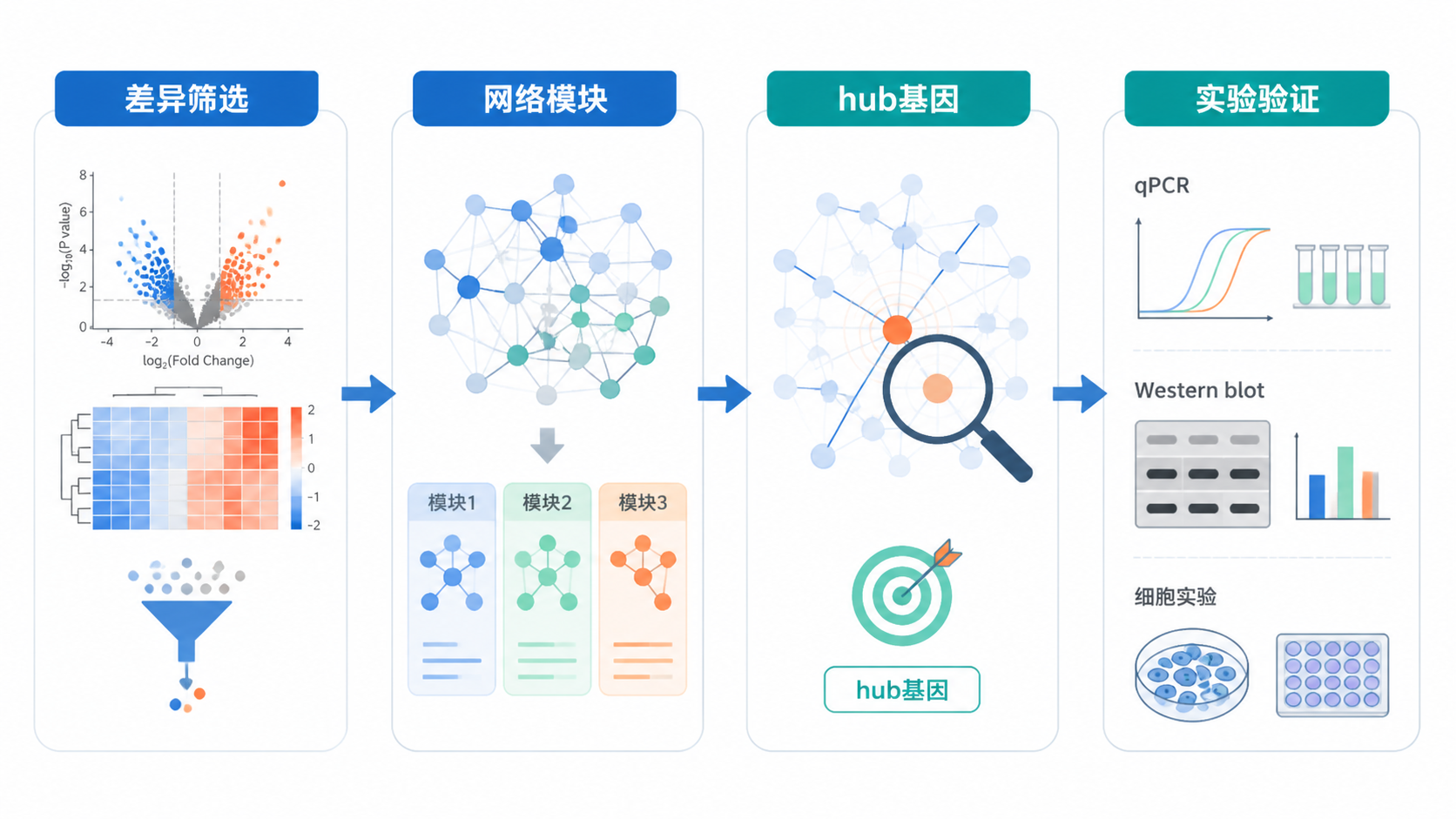 一张由差异筛选、网络模块、hub基因和实验验证组成的科研流程示意图。