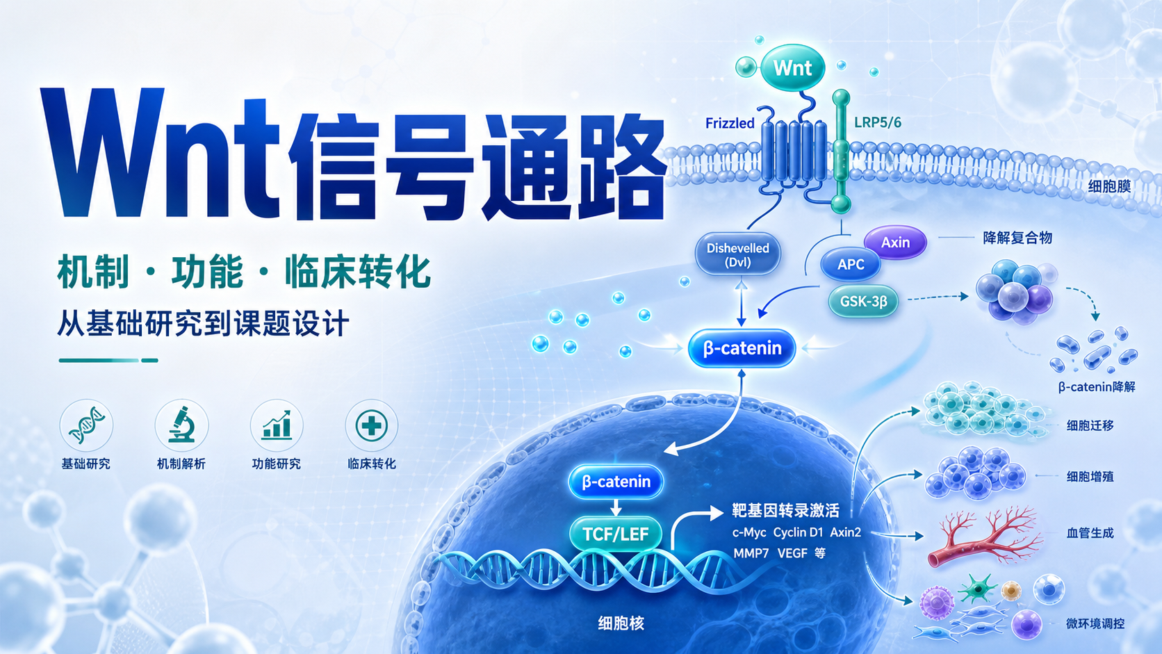 Wnt信号通路研究进展与临床转化
