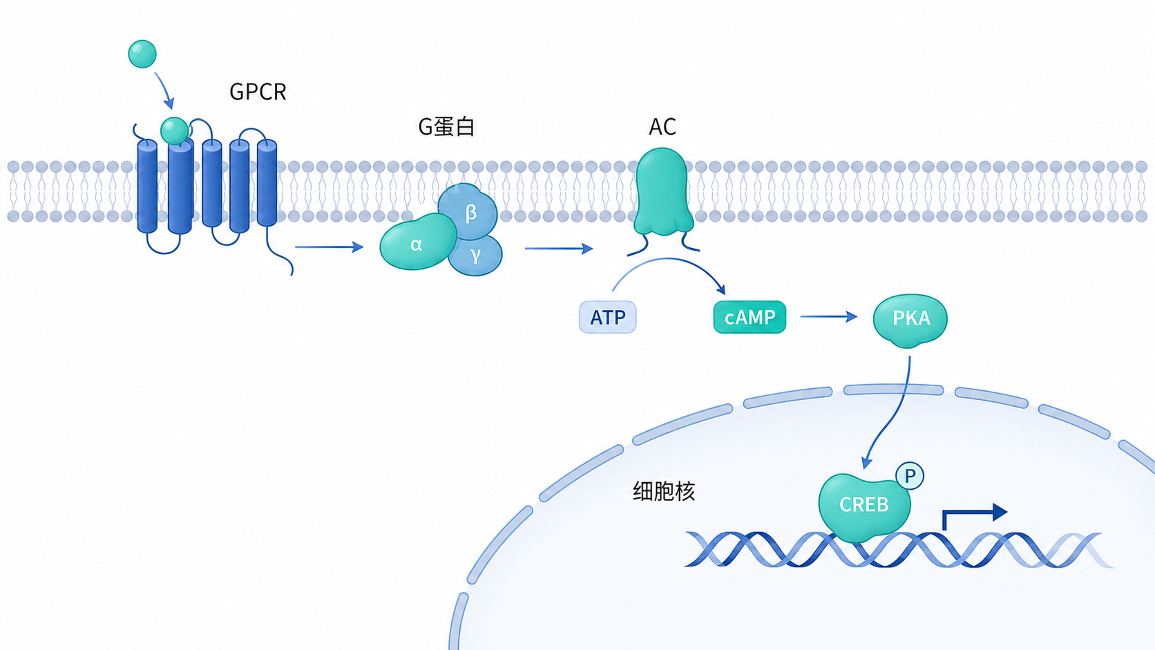 细胞膜GPCR受体、AC生成cAMP、PKA激活并磷酸化CREB的经典信号通路示意图，适合科研风格扁平插图