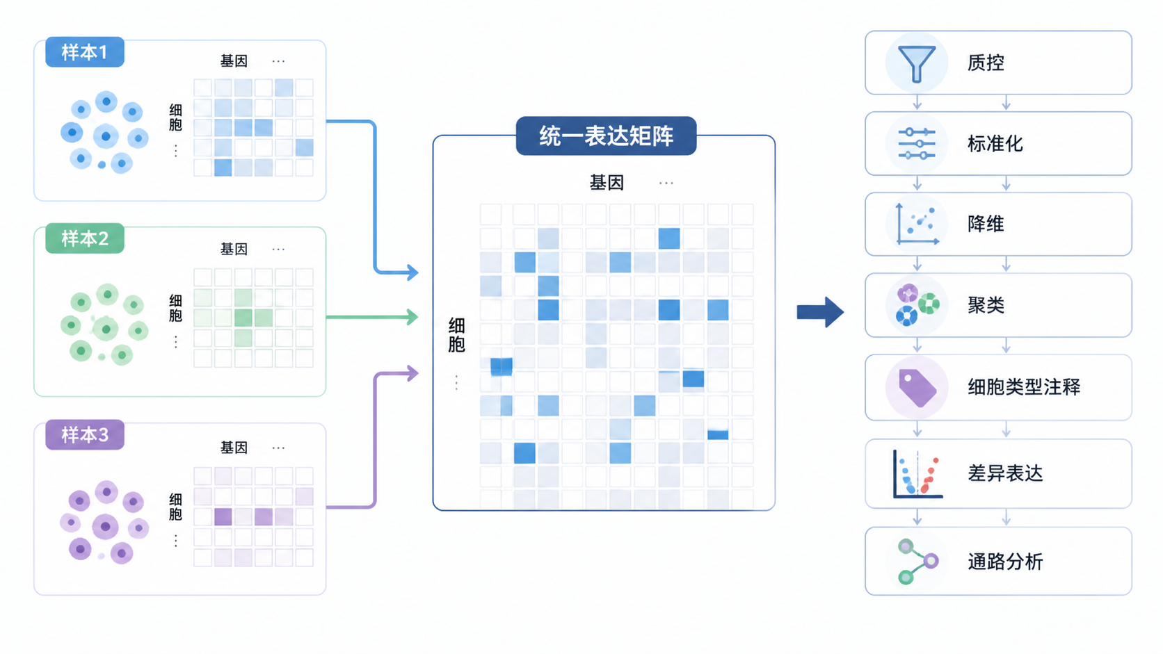 单细胞数据从多个样本合并为统一表达矩阵，并进一步进入下游分析的完整流程图