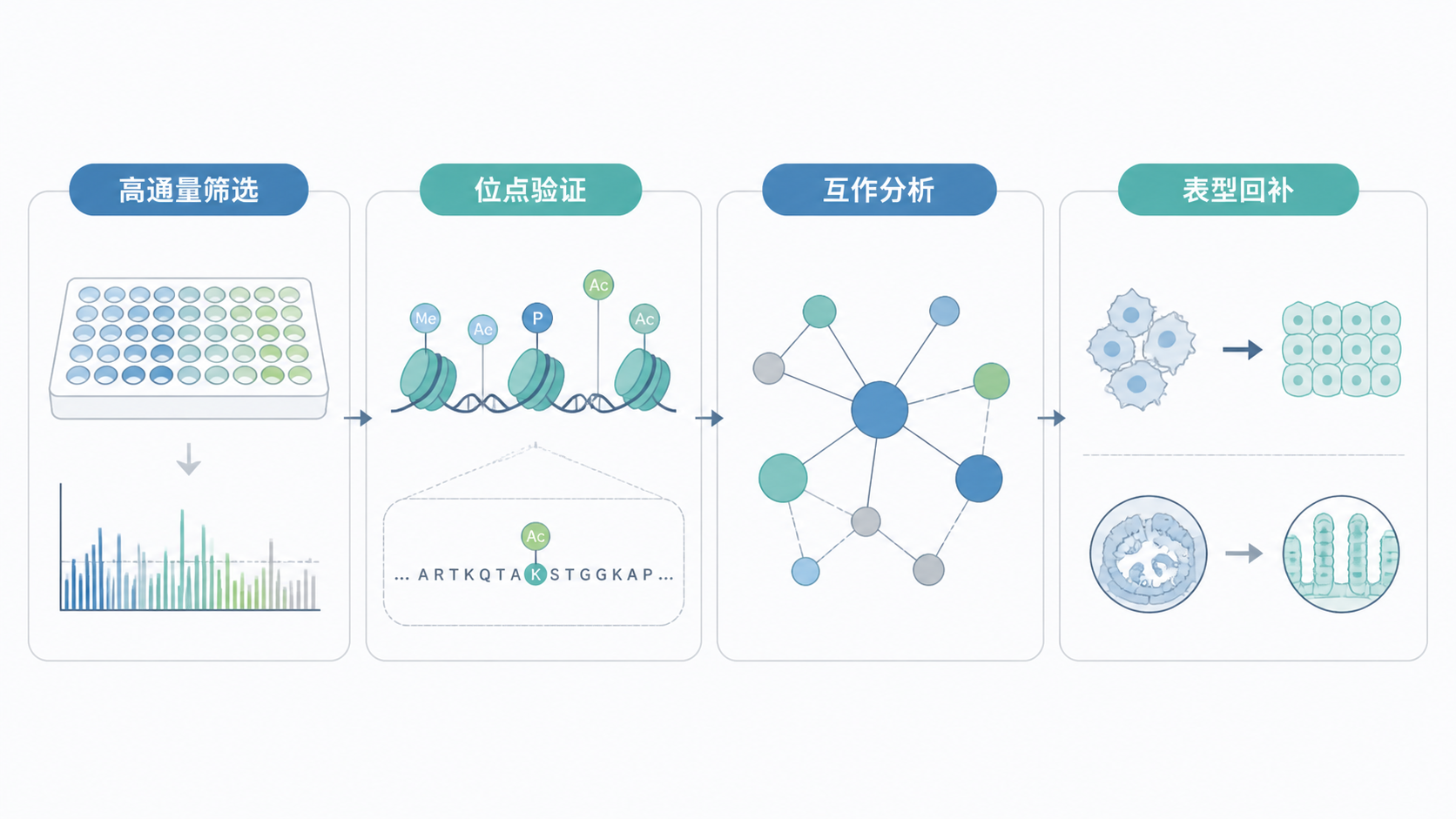 一张整洁的科研流程图，展示组蛋白修饰从高通量筛选、位点验证、互作分析到表型回补的完整路径，并带有品牌化实验服务场景。