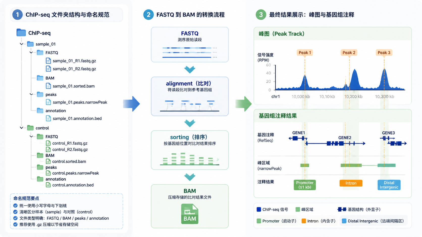 展示规范命名的ChIP-seq文件夹结构、FASTQ到BAM的转换示意，以及最终峰图和注释结果的整洁排版