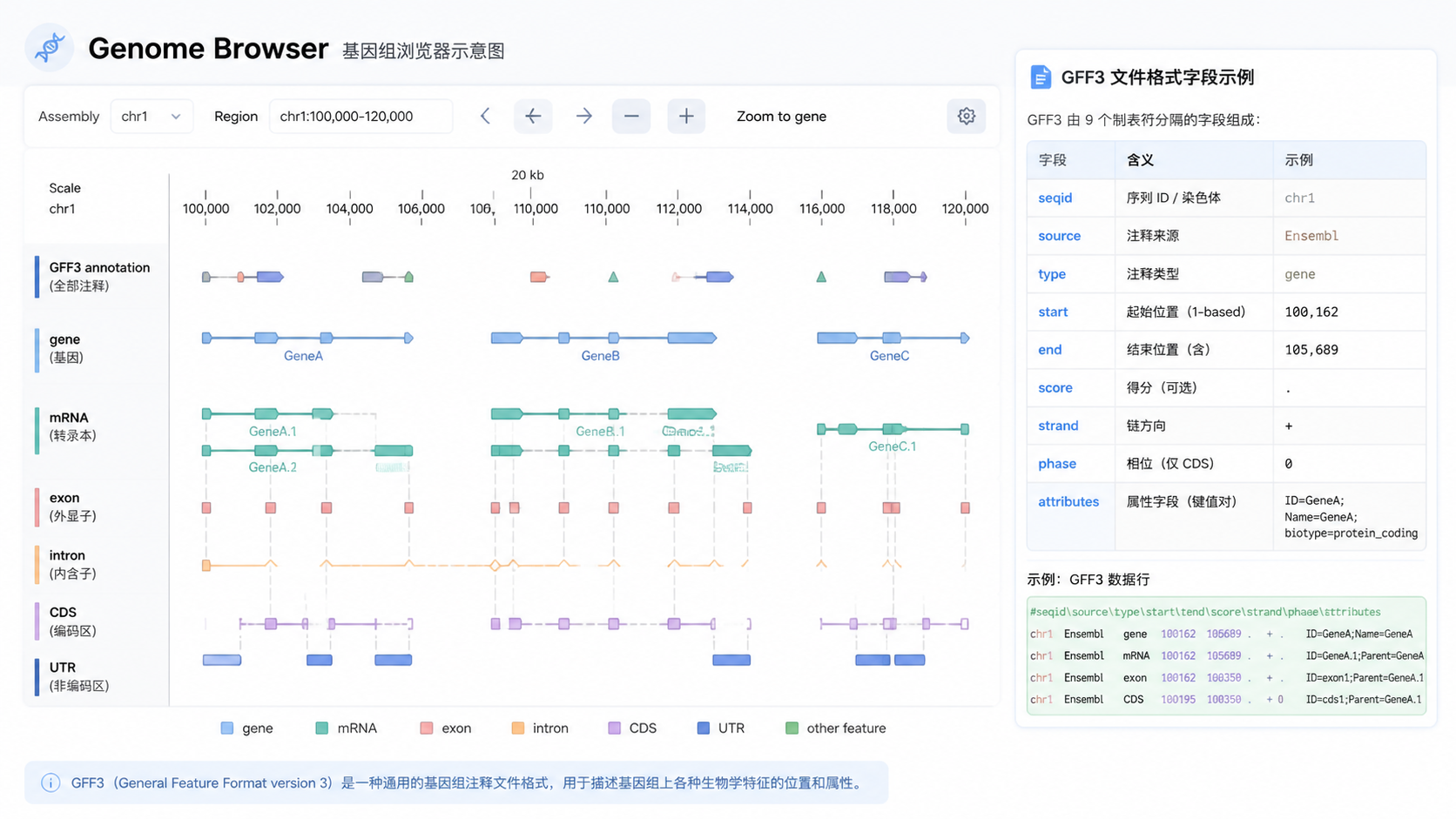 一张基因组浏览器界面示意图，展示GFF3注释轨道与基因结构，旁边有文件格式字段示例。