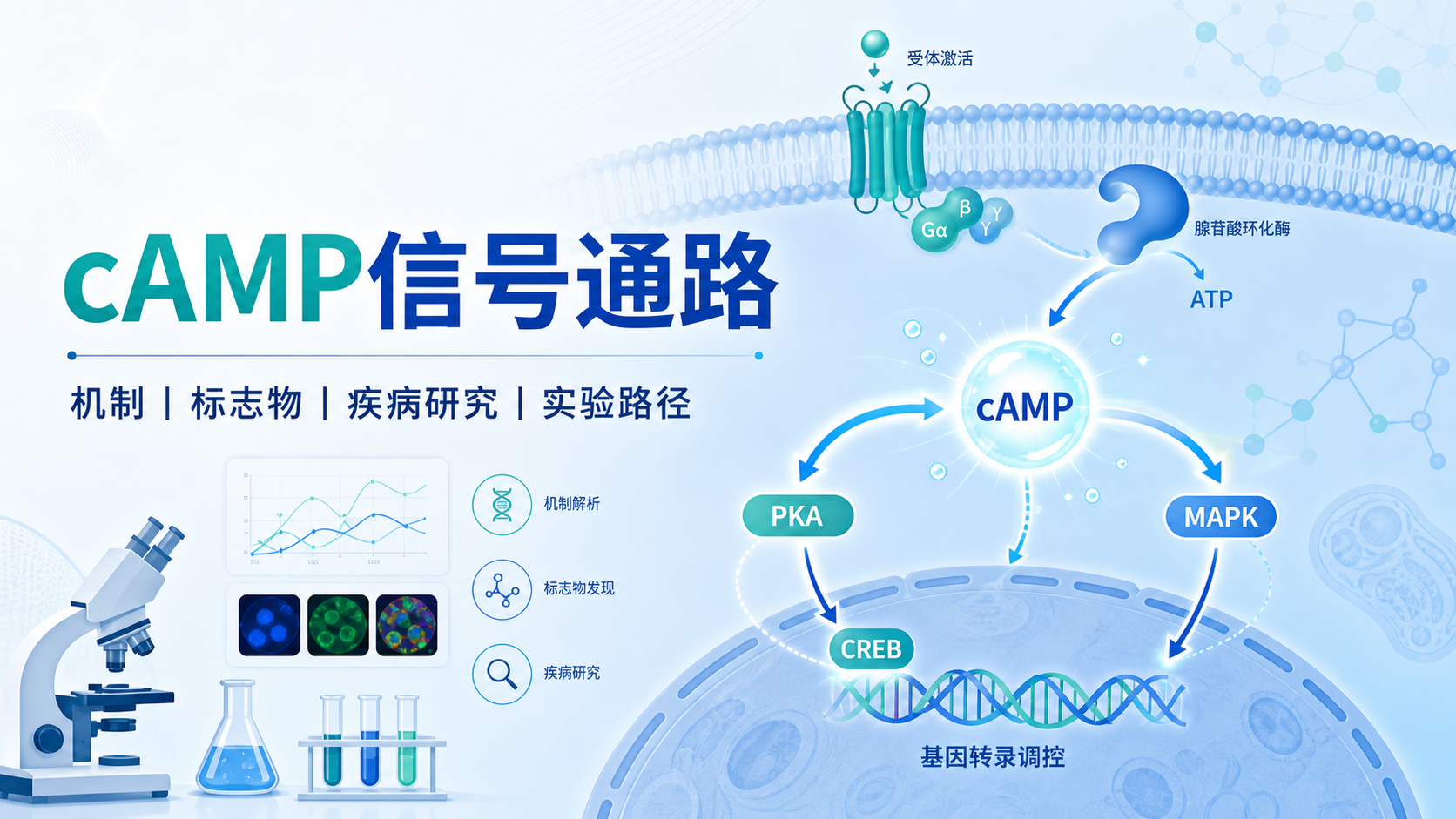 cAMP信号通路机制与疾病研究进展
