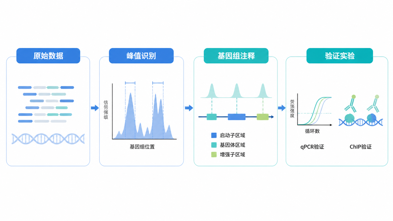 一页整洁的ChIP-seq分析流程图，包含原始数据、峰值识别、基因组注释和验证实验四个模块，右侧展示清晰的峰图与统计图。