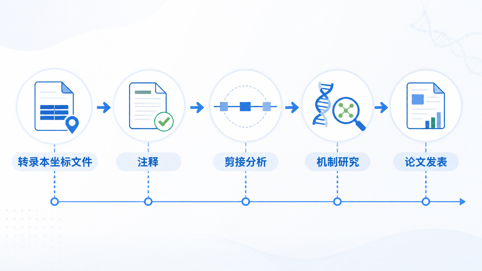 一张科研工作流图，展示转录本坐标文件贯穿注释、剪接分析、机制研究和论文发表的全过程，风格专业简洁。