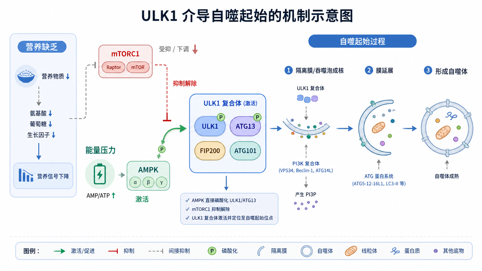 ULK1介导自噬起始的示意图,包含营养缺乏、mTORC1、AMPK、ULK1复合体和自噬体形成流程