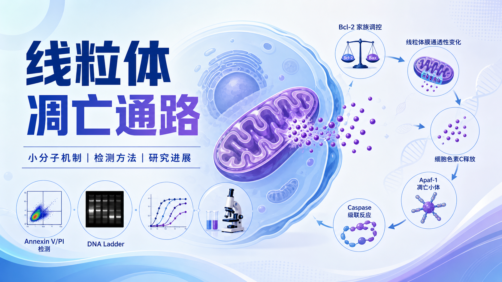 线粒体凋亡通路：机制与研究进展
