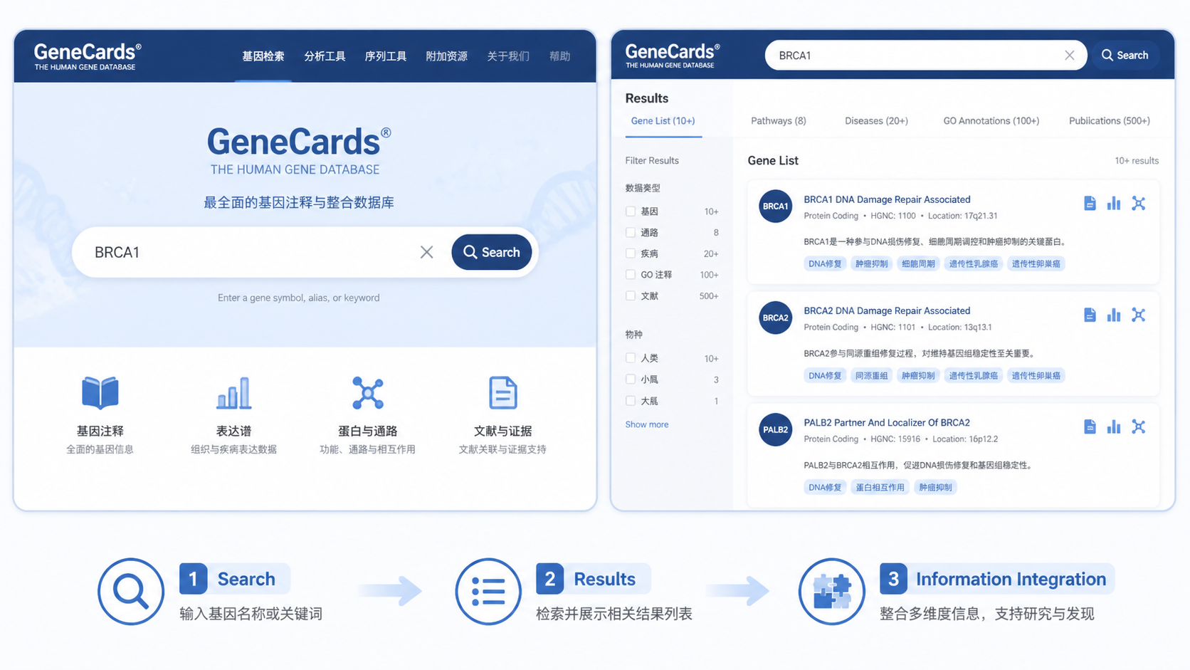 一张GeneCards主页和基因检索结果列表的组合示意图，突出搜索框、结果页和信息整合结构