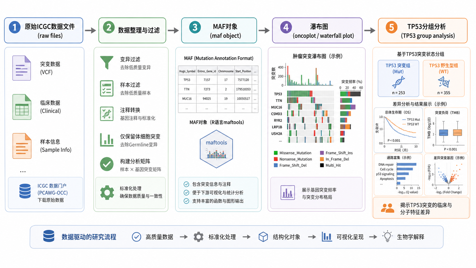 ICGC数据从原始文件到maf对象、瀑布图、TP53分组分析的完整流程图，风格专业简洁
