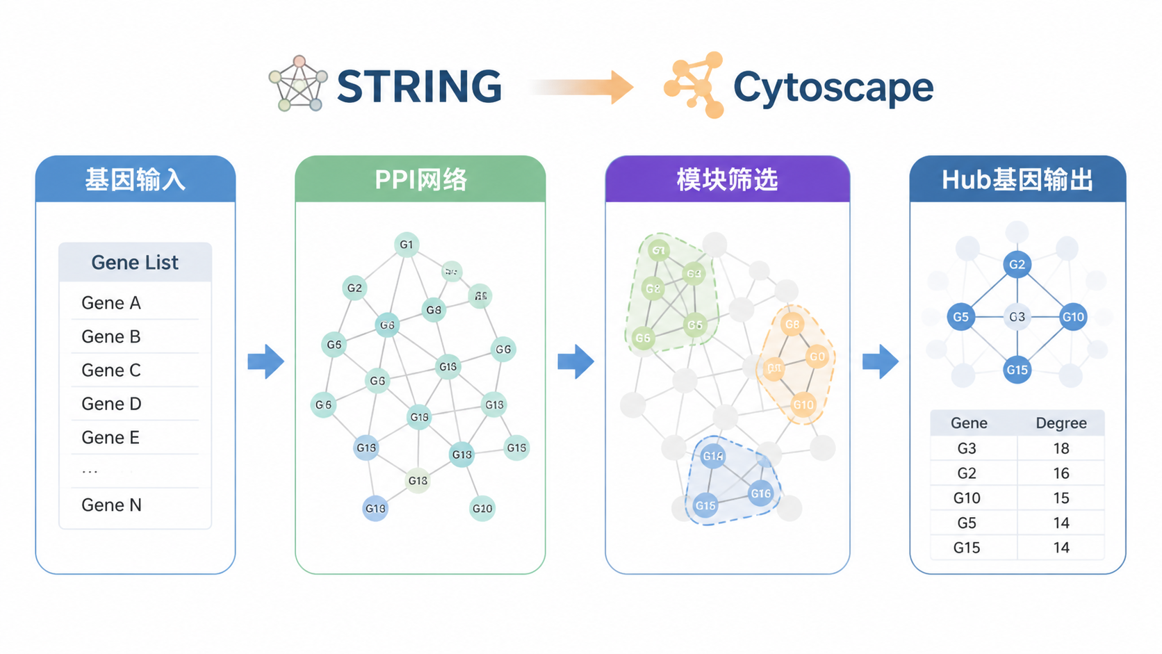 STRING到Cytoscape的完整流程图，展示基因输入、PPI网络、模块筛选、Hub基因输出四个步骤。