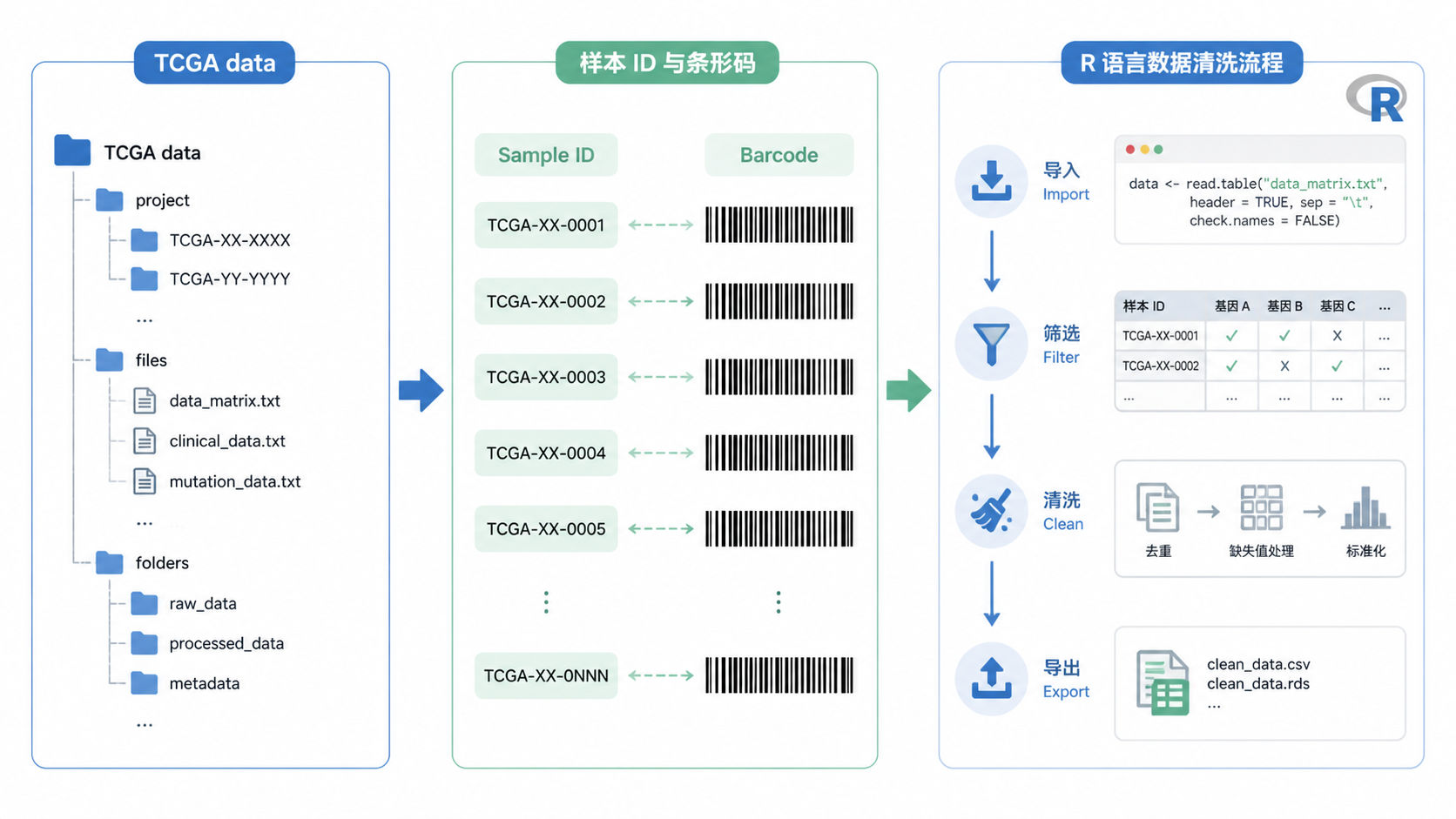 TCGA数据文件夹结构、样本ID条形码和R语言清洗流程示意图