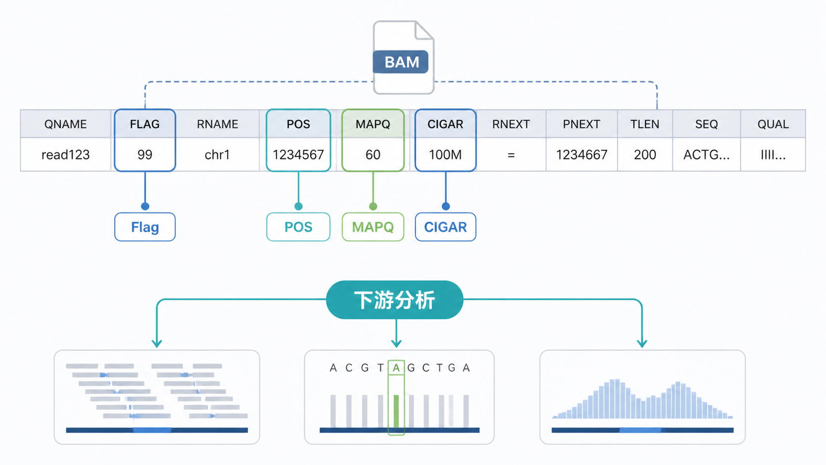 一张简洁的BAM文件解读示意图，展示 Flag、POS、MAPQ、CIGAR 等字段，并配合下游 HTSeq 定量流程图，突出“从比对到表达矩阵”的完整路径。