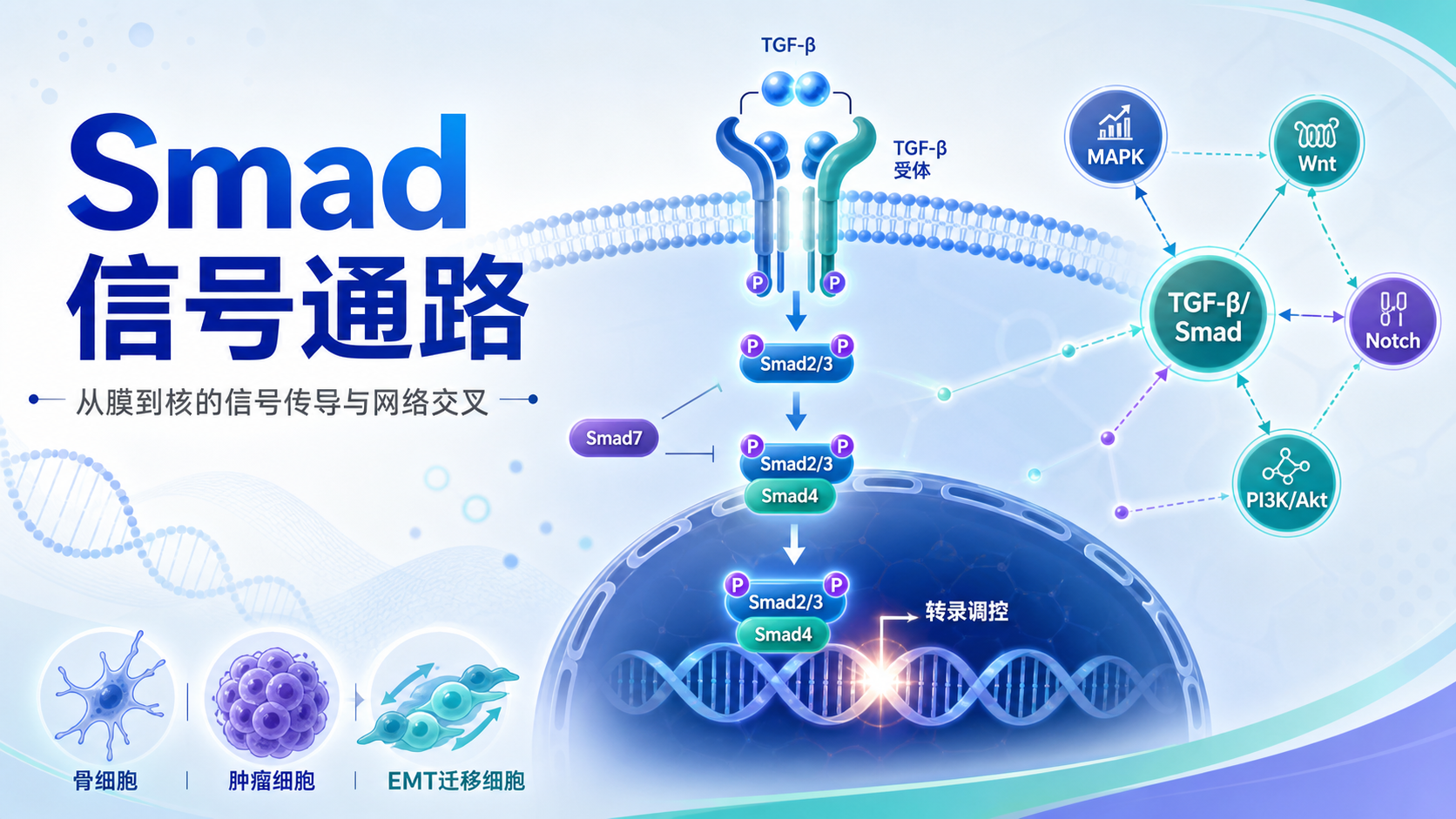 Smad信号通路调控网络研究