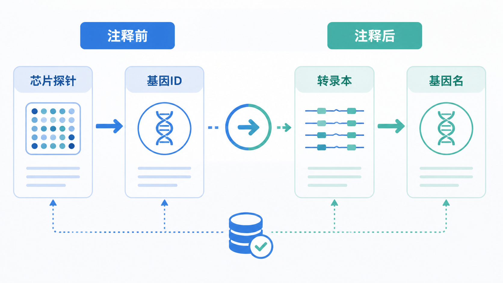 芯片探针、基因ID、转录本与基因名之间对应关系的示意图，突出“注释前后转换”的流程图。