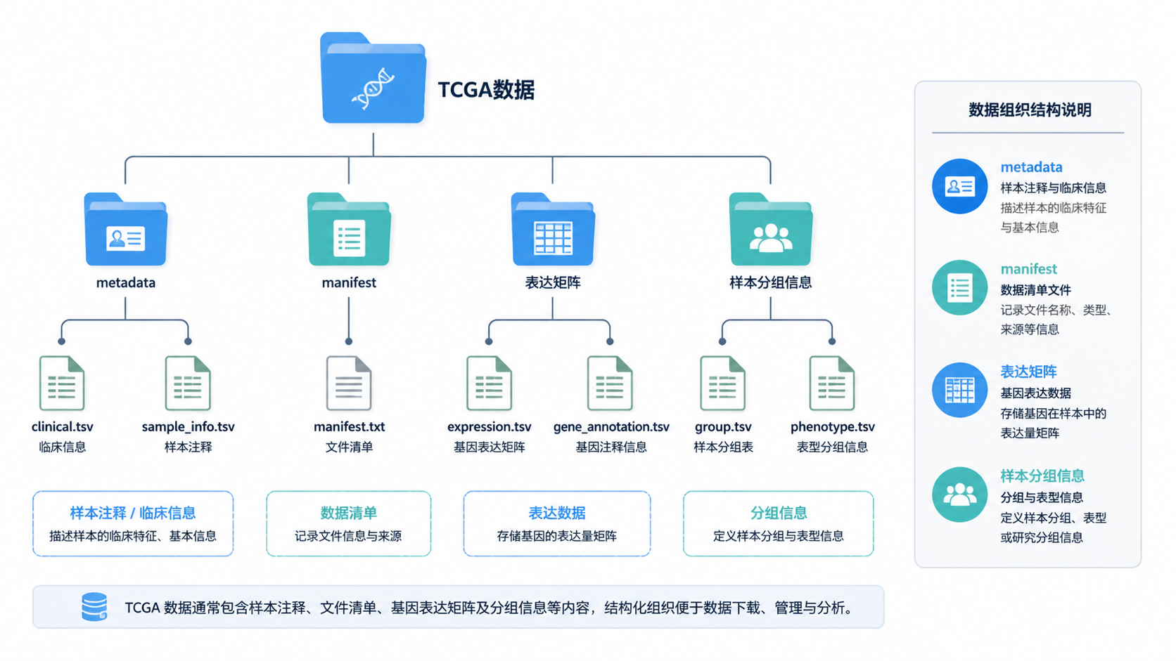 TCGA数据文件夹结构示意图，展示metadata、manifest、表达矩阵与样本分组信息的对应关系