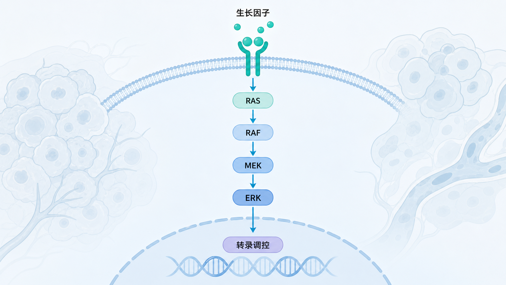 ERK信号通路级联示意图，展示生长因子、RAS、RAF、MEK、ERK及下游转录调控，背景为肿瘤细胞分裂场景