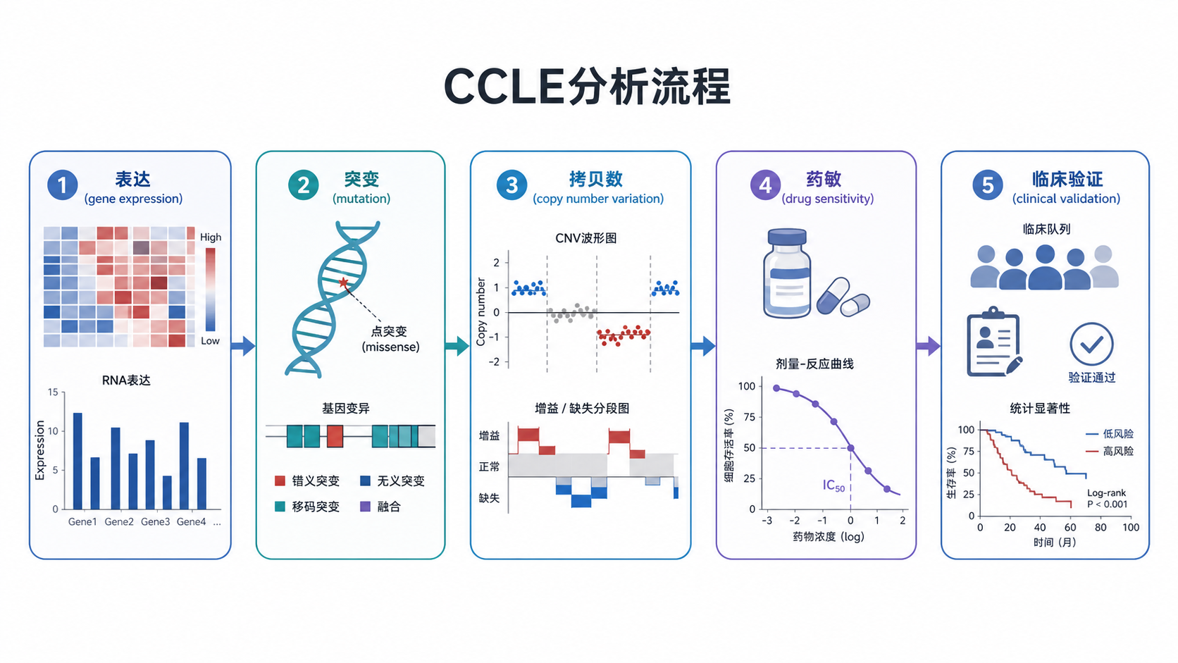 一张展示CCLE分析流程图的科研风格插图，包含表达、突变、拷贝数、药敏和临床验证五个模块。