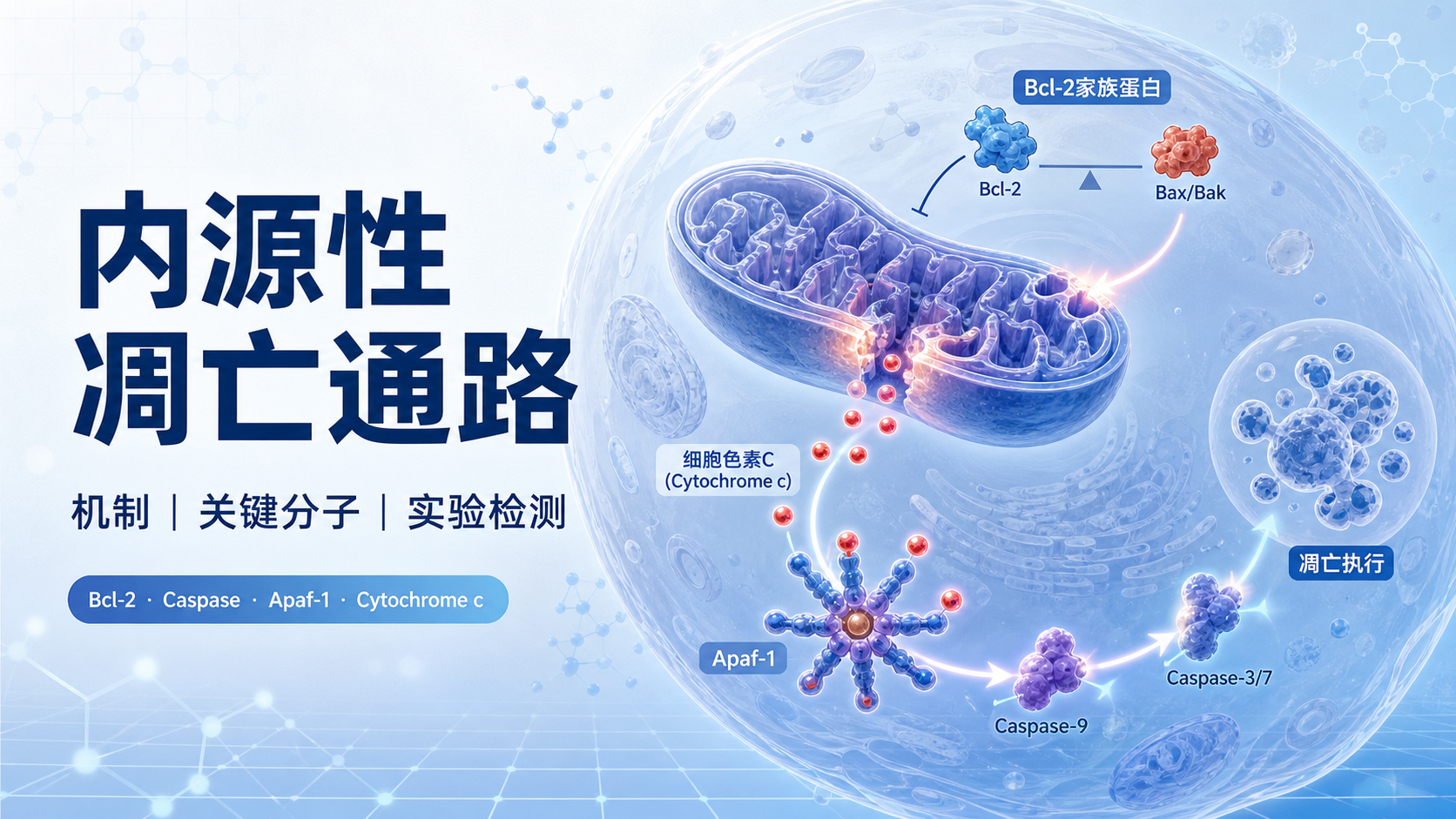 内源性凋亡通路关键分子详解